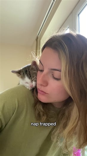 Cute Kitten Napping During Online Lecture