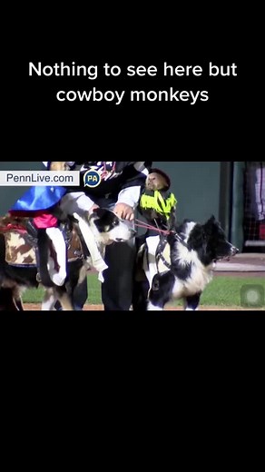 Cowboy Monkeys Riding Dogs: A Fun Rodeo Adventure!
