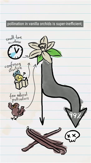 Why (some) vanilla is so expensive