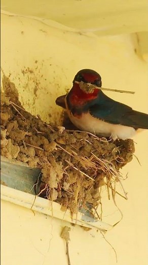 Swallows Busy Carrying Mud to Build Their Nests! 🐦✨ Nature’s Tiny Architects at Work