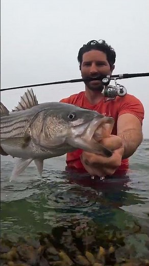 Surfcasting Cape Cod in 2025! #shorts