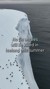 358K views · 30K reactions | Incredible news from Iceland today: Hvalur hf will not be sending vessels to hunt fin whales this summer, according to RÚV reports. After years of campaigning against this cruel practice, our collective efforts have paid off. This is a team victory — and you were part of it. | Captain Paul Watson Foundation UK | Facebook