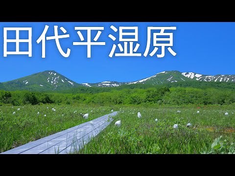 【田代平湿原】龍神沼 初夏の八甲田【青森市】4K60P