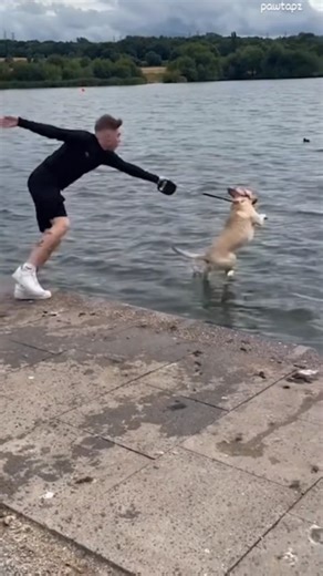 604 reactions · 19 shares | This Lab’s audition for stand-up comedy = 10/10  Tag a friend who needs this laugh! #fyp #viralreels #reels #labrador #labradorretriever #labradorsofinstagram #funnydogs #dogsofinstagram #dogsoftiktok #puppylove #doglovers #petlovers #dogvideos #petreels #dogmemes #pawtapz #mustwatch #cutedogs | kute_petz | Facebook