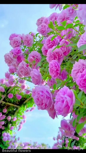 Stunning Roses in Spring Gardens