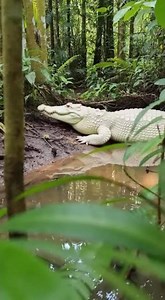 This Albino Crocodile Was Caught on Camera by Accident… #animals #wild #wildlife