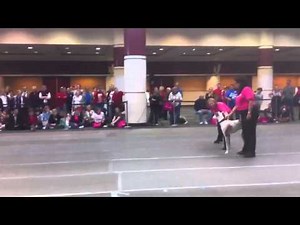 Leap the Ibizan Hound at Superdogs Eukanuba