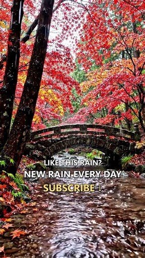 Rain on an Autumn Maple Bridge | Rain Sounds for Sleeping | 11-Hour Version on Our Channel