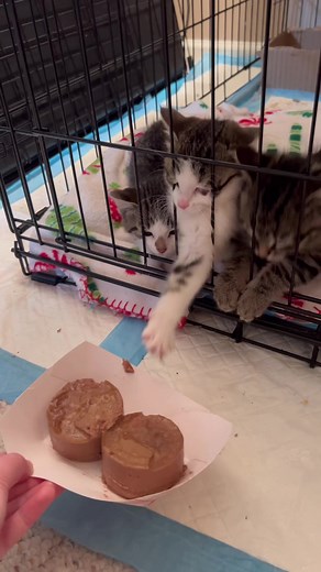 Understanding Socialization Techniques for Rescued Kittens