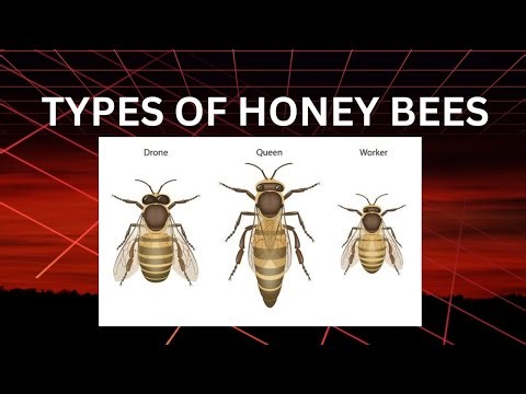 Types of Honey Bees | Queen, Worker & Drone #HoneyBees#TypesOfHoneyBees#QueenBee#WorkerBee#DroneBee