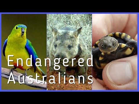 5 Critically Endangered Australians You Need To Know About