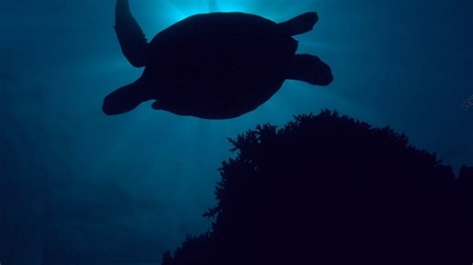 Galaxy’s Purposeful Innovation With Discarded Fishing Nets