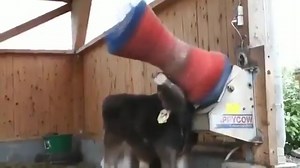 2.8K views · 22 reactions | This machine is called HappyCow and it actually makes cows happy. Any cow can boot this device by making a slight pressure against the brush. After the device is turned on, the brush will work for about 60 seconds | News View | Facebook