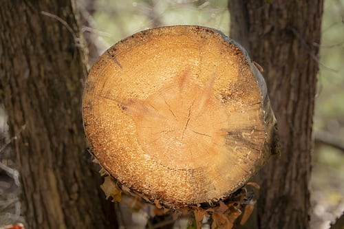 How To Tone Down Orange Wood - Step-by-Step Guide | Cut The Wood
