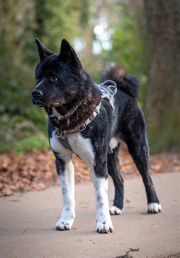 Capturing Spike: A Journey with an American Akita