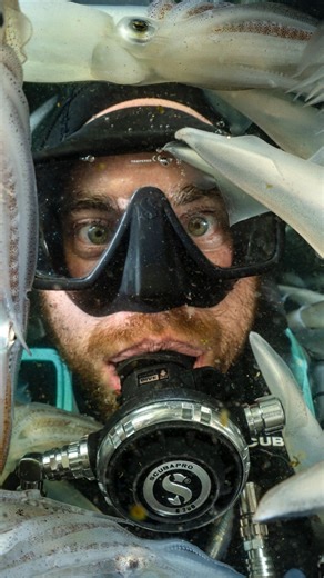 13K views · 282 reactions | When the diving’s ink-redible, you gotta take a ceph-ie. California’s squid run is always a bubble/mind blowing experience, and Global Dive Team ambassador @underwaterpat was kraken himself up late into the night the past few weeks. #scubapro #deepdownyouwantthebest #squid #nightdive #montereybay #scuba #scubadiving #backscatterphotovideo | Scubapro | Facebook