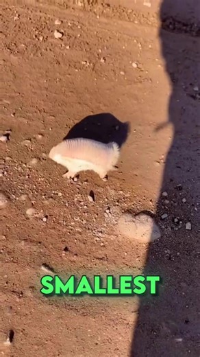 Meet the Pink Fairy Armadillo, a tiny marvel found only in the sandy plains of central Argentina. This elusive creature is so small it can fit in the palm of your hand!