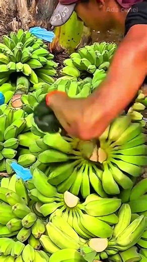 harvesting green bananas from a plantation and cutting them into bunches for sale in the market