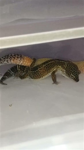 Leopard Gecko Breeding | Black Night x SHTCTB | 2026