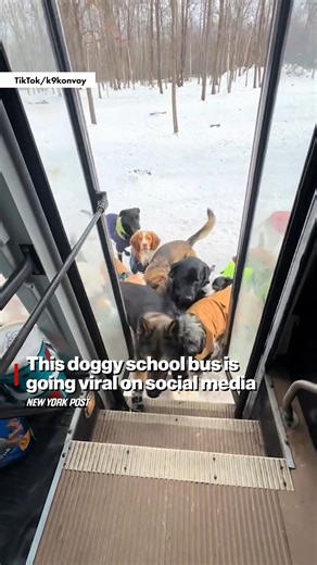 388K views · 1.4K reactions | An old school bus has transformed into a doggie day care transport van that takes excited pups outside for play time and socializing — and it has captured the hearts of millions online. | New York Post Health & Parenting | Facebook
