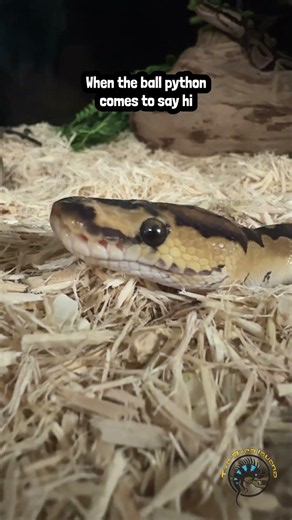Ball pythons are some of the friendliest snakes you can own!