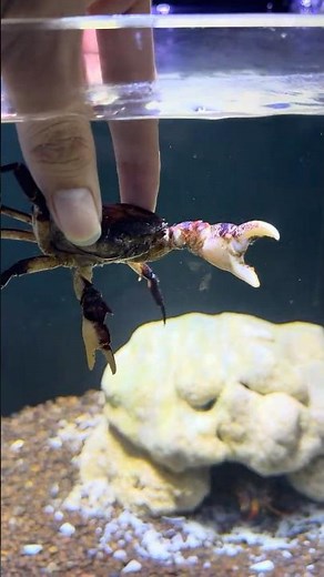 What Happens When a Crab Meets a Mantis Shrimp?