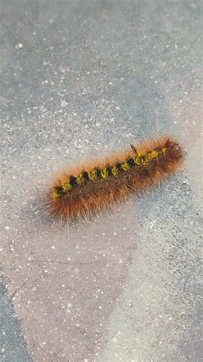 fuzzy caterpillar, anyone want a taste🤣