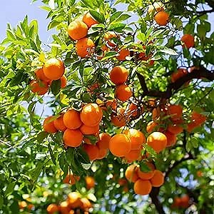 50 Premium Citrus Mandarin Orange Tree Seeds for Planting | Tasty & High Yield Organic Non-GMO Heirloom Fruit Seeds for Planting Garden Home Outdoor