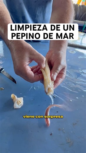 CLEANING A SEA CUCUMBER 🔪