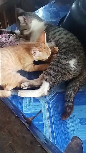 breastfeeding cat🥰