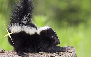 The Chemistry of Skunk Spray