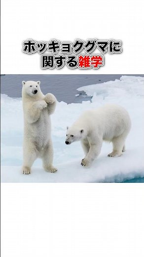 ホッキョクグマに関する雑学#豆知識 #動物