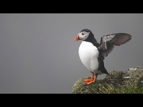 Faroe Islands | Nature and Wildlife