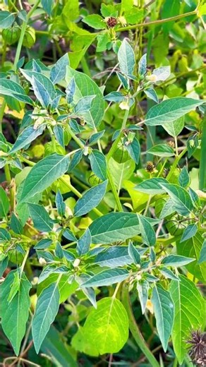 ngày 9 tháng 4, 2026