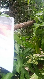 solar panel hi Uda Diya // 🤣😜😁 #comedian | Udta Panchi 01