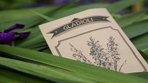 Grow your own... Gladioli