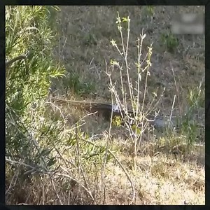 Giant Python tighten Leopard - Leopard vs Python fight! 😱😱 | Psycho