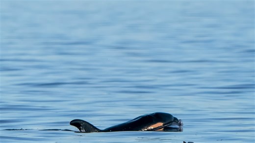 Days-old orca calf spotted with Southern Resident J Pod