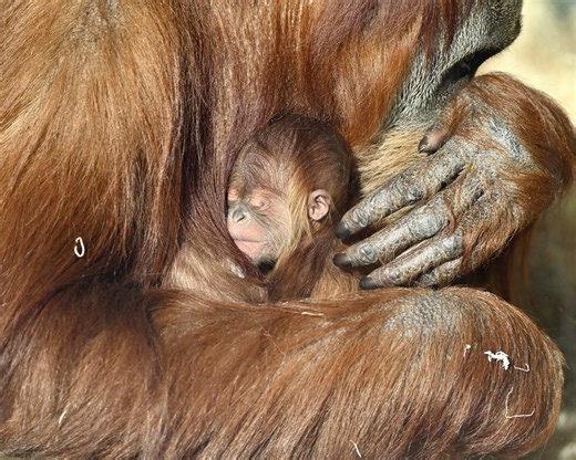 Indianapolis Zoo reveals name of baby male orangutan