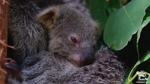 Sydney zoo unveils first baby koala in a year