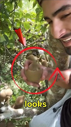 Rare Amazon Fruit You’ve Never Seen Before! 🍊 | The Secret of Quararibea #shorts