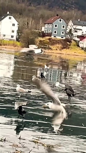 Slow Motion : Seagulls and Crows in the wind / norway