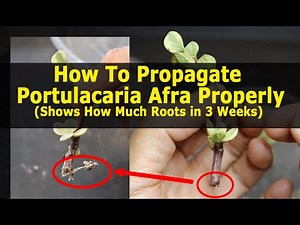 Properly Propagate Variegated Portulacaria Afra(3 Weeks Update)