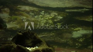 LargAggressive and popular aquarium fish.e and aggressive aquarium fish.