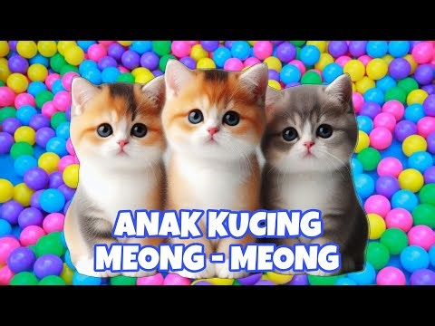 anak kucing meong meong ibu kucing meonganak kucing meong-meong ibu kucing meong-meong #kucinglucu