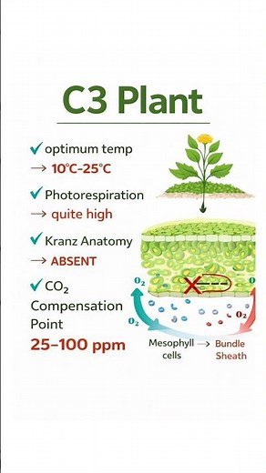 C3 Plants Explained 🌿 Key Features: Temp, Photorespiration & CO₂ Point #Biology #Photosynthesis