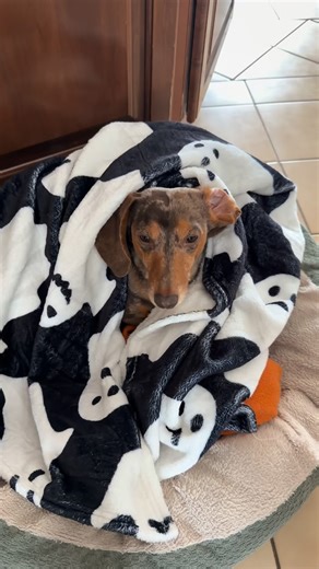 Norman The Wiener Dog 🙌 on Instagram: "My Personal Snow Path ❄️🐾 The snow was deep, the grass was covered, & I thought Winter defeated little me 🥺 But hoomom made me a path in the backyard so I can get some zoomies in 🤩 I approve! ✅"