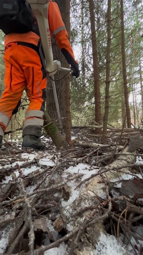 Pre-Thinning Clearing – Ground Camera View | Sweden Forestry