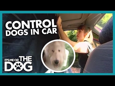 How To Control Dogs In The Car | It's Me or the Dog