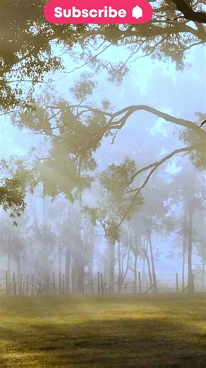 Sunrise Serenity: Sunbeams Through the Forest | Relaxing Nature Short
